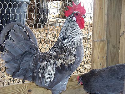 Isbar Hatching eggs Greenfire Farms line (Very Very Rare)