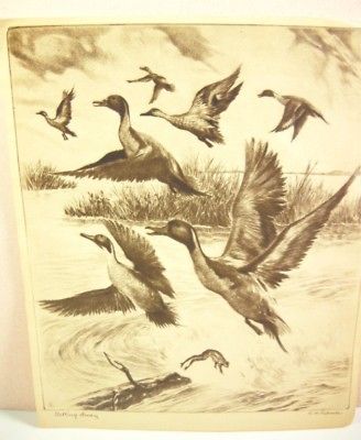 Brown Bigelow RH Palenske Getting Away Ducks Etching