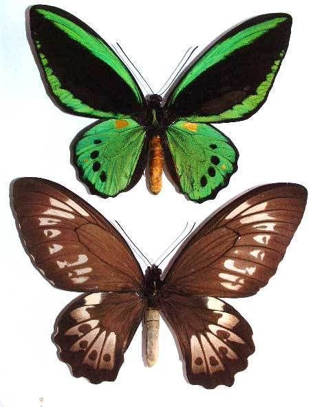 ORNITHOPTERA PRIAMUS PRIAMUS   unmounted PAIR