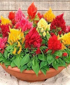 CELOSIA PLUMOSA FAIRY FOUNTAINS MIX seeds F253