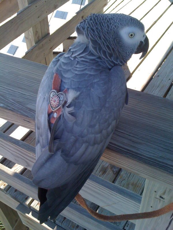 Lg Parrot Bird Harness + Milan Heart Concho