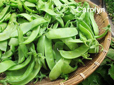 White Flower Snow Peas seed , Snowflake , Vegetable Herb Garden seed