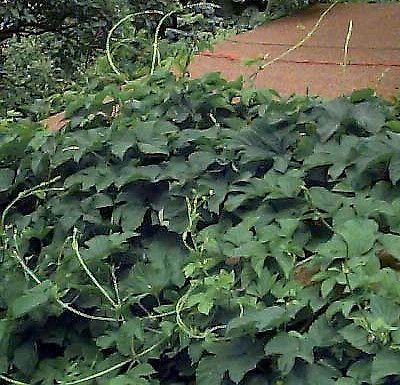 Beer Hops 10 Seeds  Humulus lupulus   Exotic