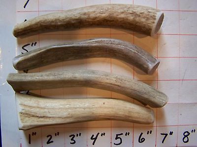 medium core deer elk antler dog chews dog treats