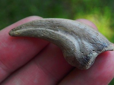 Troodon Formosus Raptor Claw Late Cretaceous Dinosaur 