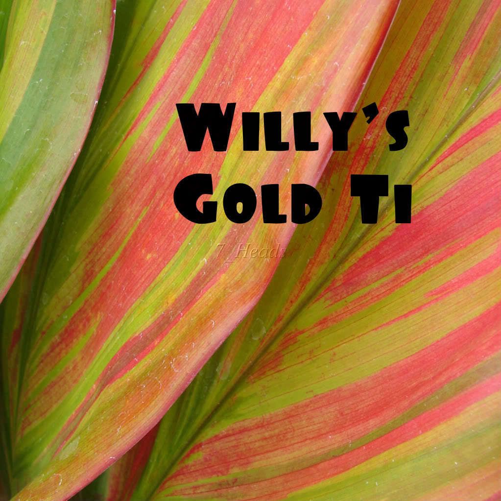 Live Ti Log SPECTACULAR Cordyline Willys Gold Ti Tree