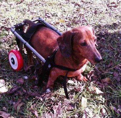 DOG CART WHEELCHAIRS FOR DACHSHUNDS YORKIES PUG TERRIER COCKERS